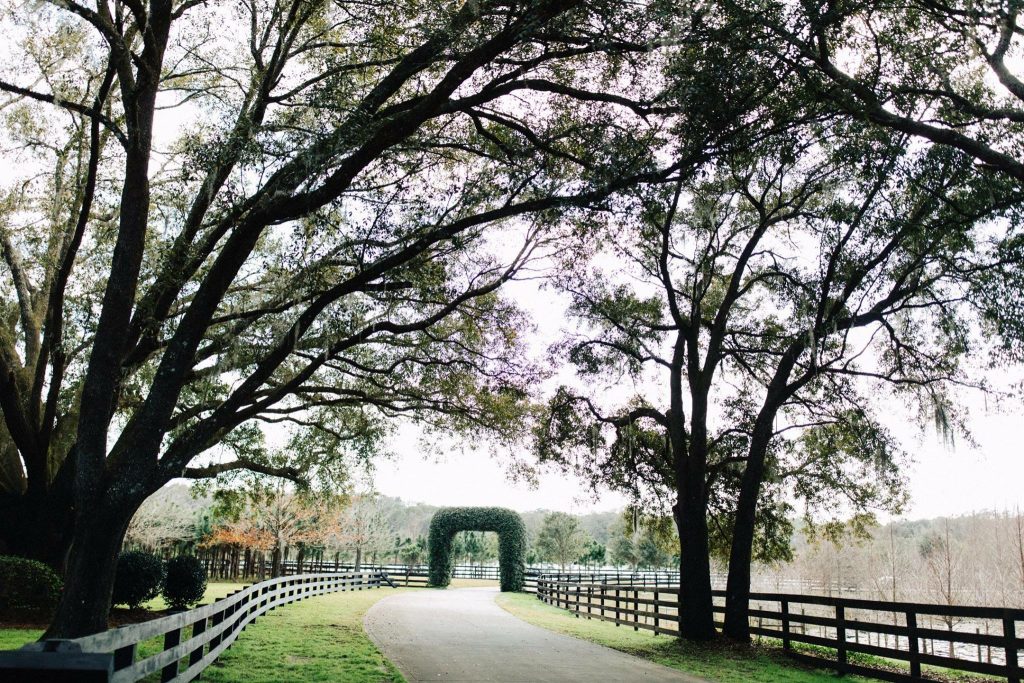 Club Lake Plantation - old oak trees lining country drive