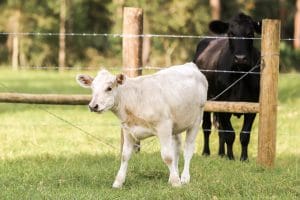 White calf and black cow stand beside a rustic wooden post and barbed wire fence on the farm grounds at Diamond L Venue in Deltona, Central Florida, a rustic barn and ranch wedding venue