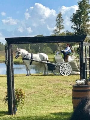 Mystical Winds horse drawn carriage for the bride and groom