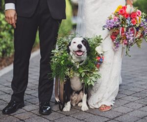 Anna Christine Events - bride and groom's feet with dog wearing beautiful greenery collar