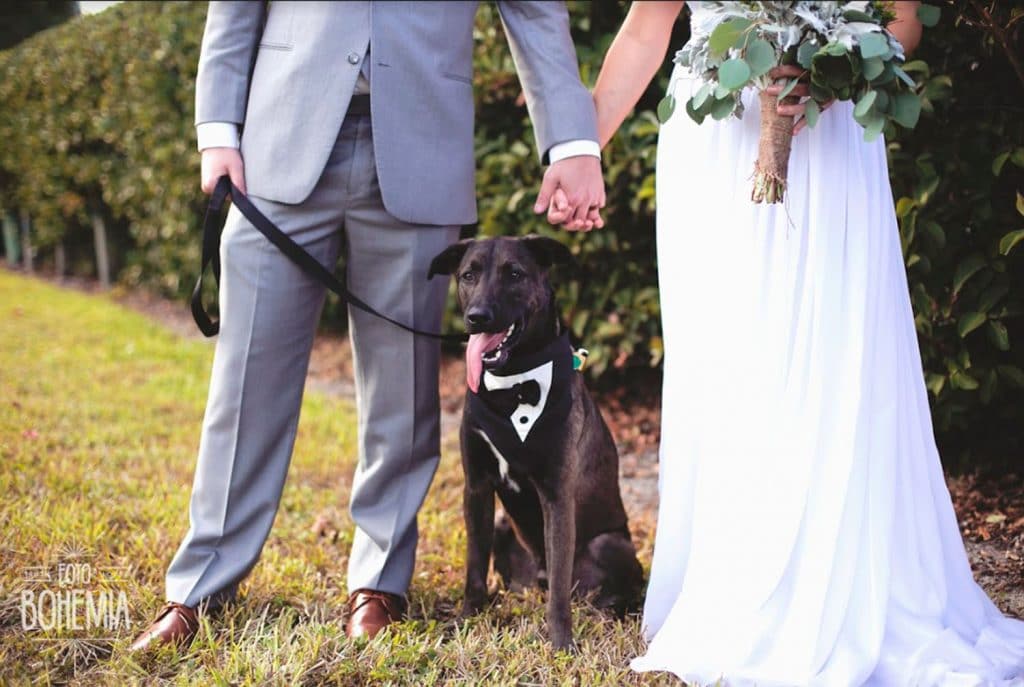 FairyTail Pet Care - newlyweds hold hands with dog between them