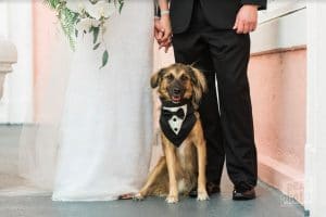 FairyTail Pet Care - dog with tux neckerchief