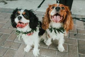 FairyTail Pet Care - two Cocker Spaniels with greenery collars