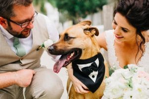FairyTail Pet Care - bride and groom petting dog