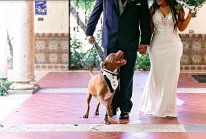 FairyTail Pet Care - happy groom, bride, and dog