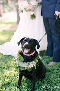 FairyTail Pet Care - black lab with floral collar