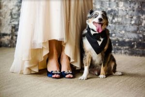 FairyTail Pet Care - Australian Shepherd posing at bride's feet