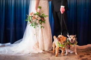 FairyTail Pet Care - dogs with floral collars