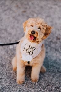 FairyTail Pet Care - dog with "I do too" neckerchief