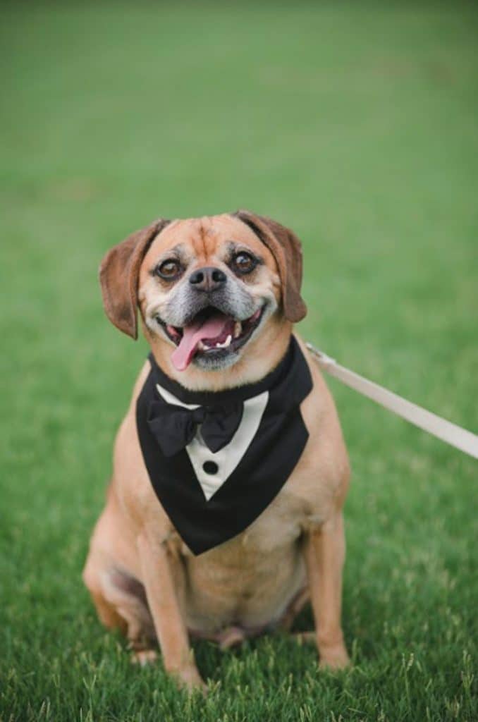 FairyTail Pet Care - handsome dog in tux