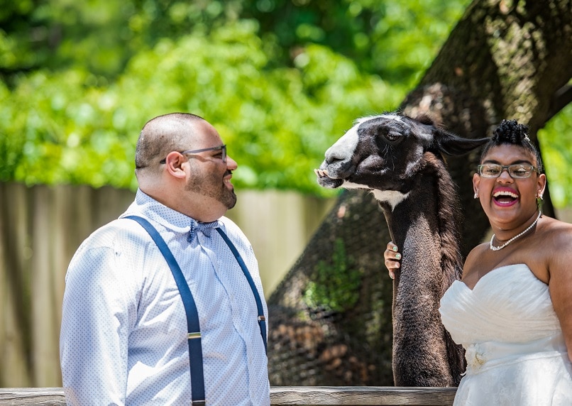 Central Florida Zoo and Botanical Gardens - bride and groom with llama