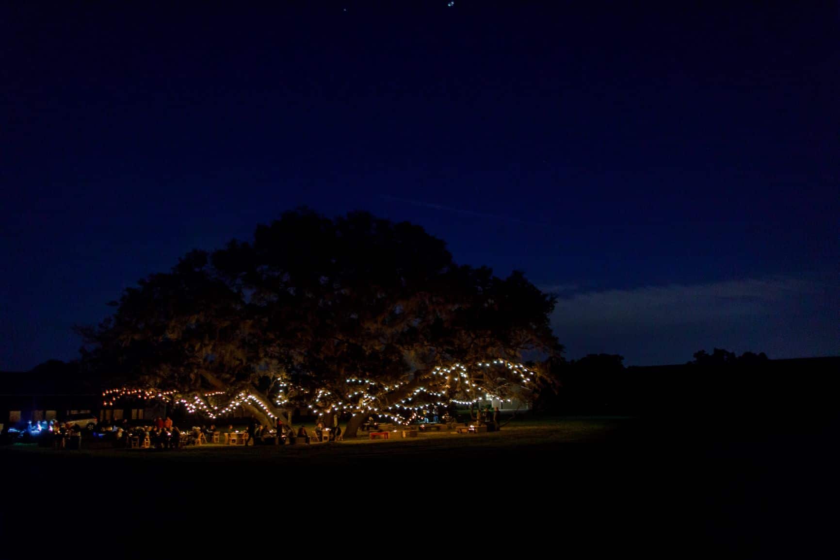 The Villages Polo Club - The Eternity Oak is an impressive tree strung with market lights for a romantic wedding locale