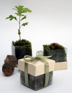 The Magnolia Company - cute acrylic boxes for sapling or seed wedding favors