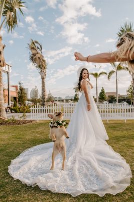 FairyTail Pet Care