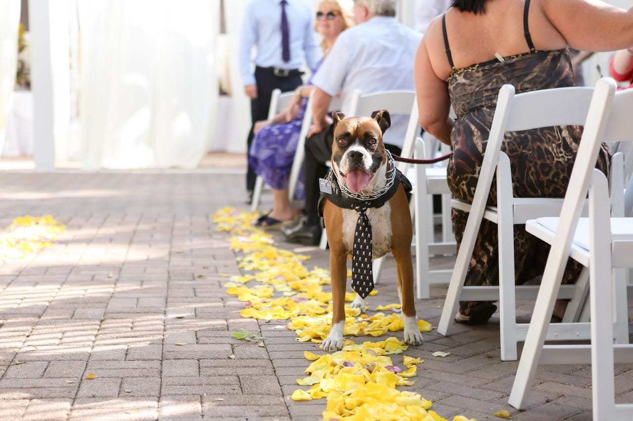 FairyTail Pet Care- dog wearing a tie standing in the aisle
