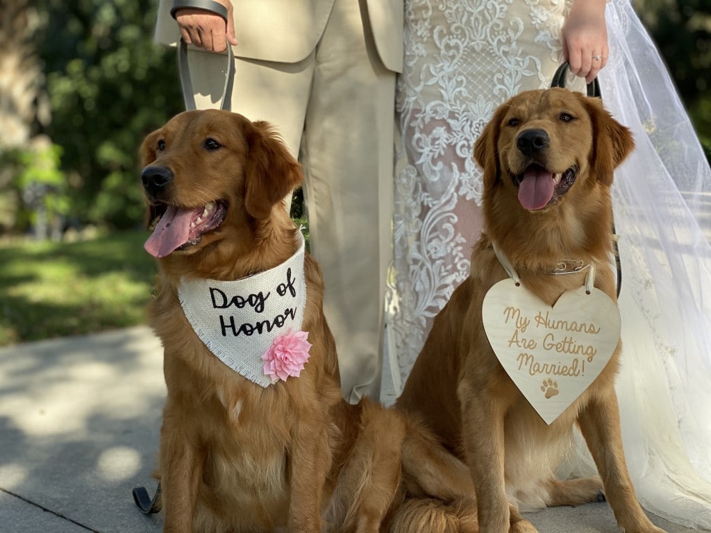 Furry-Ventures-Pet-Care-Dogs in wedding group