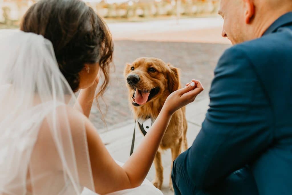 Furry-Ventures-Pet-Care-bride greets dog