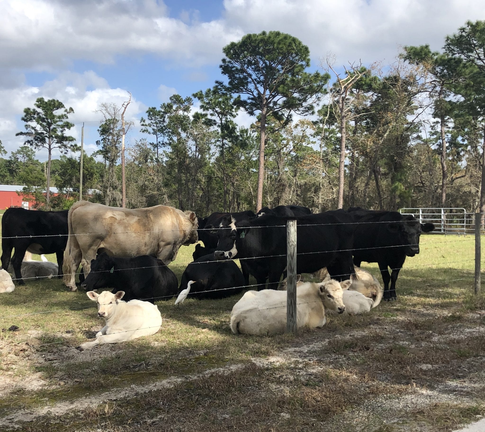 Diamond L Venue - cows and calves on ranch