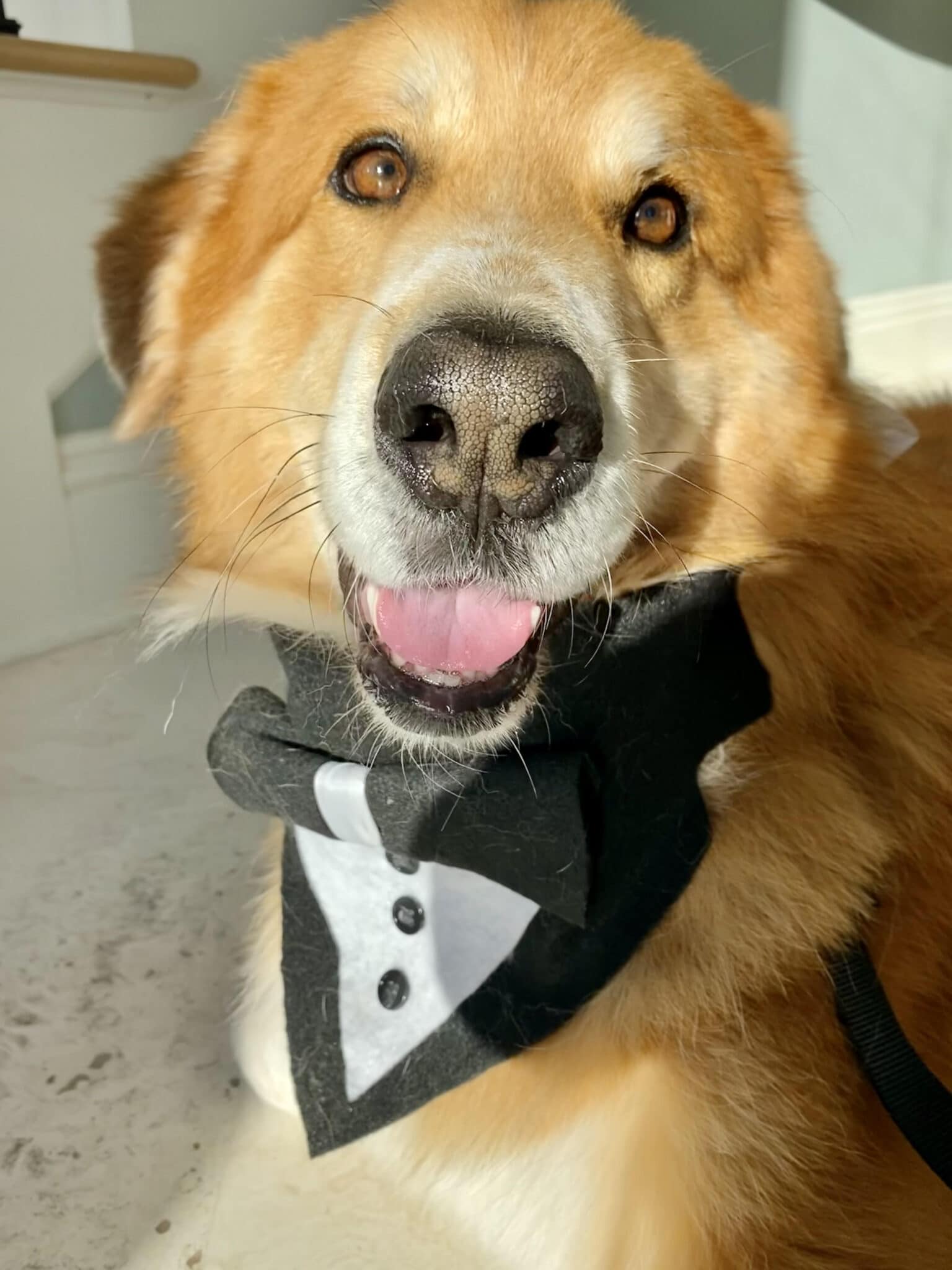 close up of Bear the dog in tux