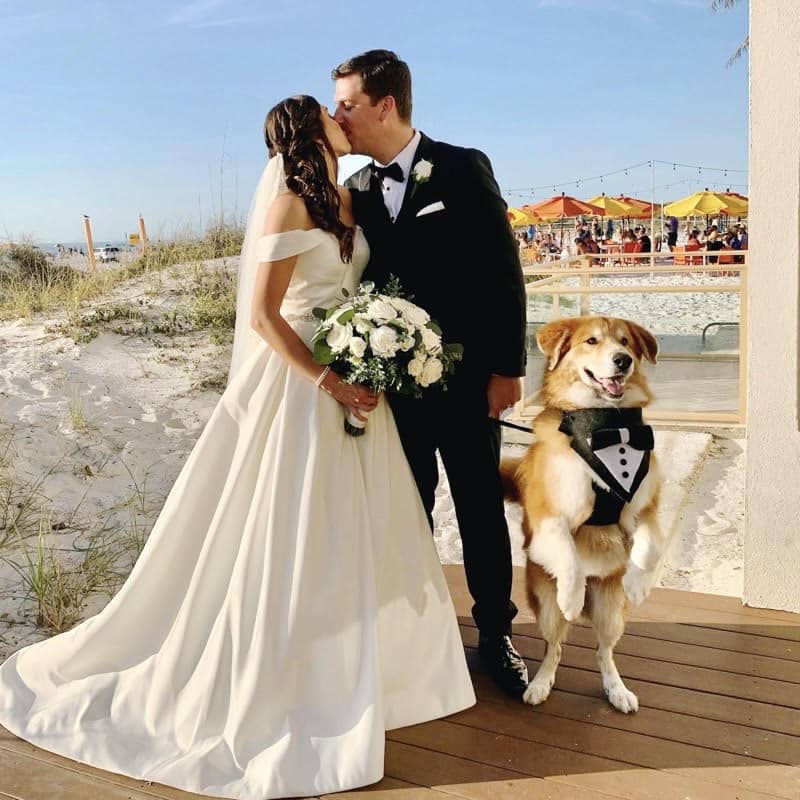 dog at the wedding in portrait
