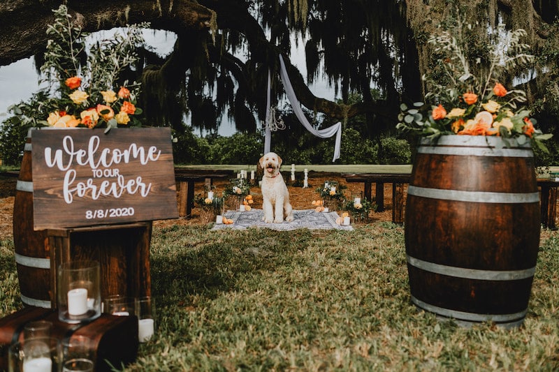 wedding ceremony area decorated with matching dark wood benches and barrels, and a dog waiting to greet guests