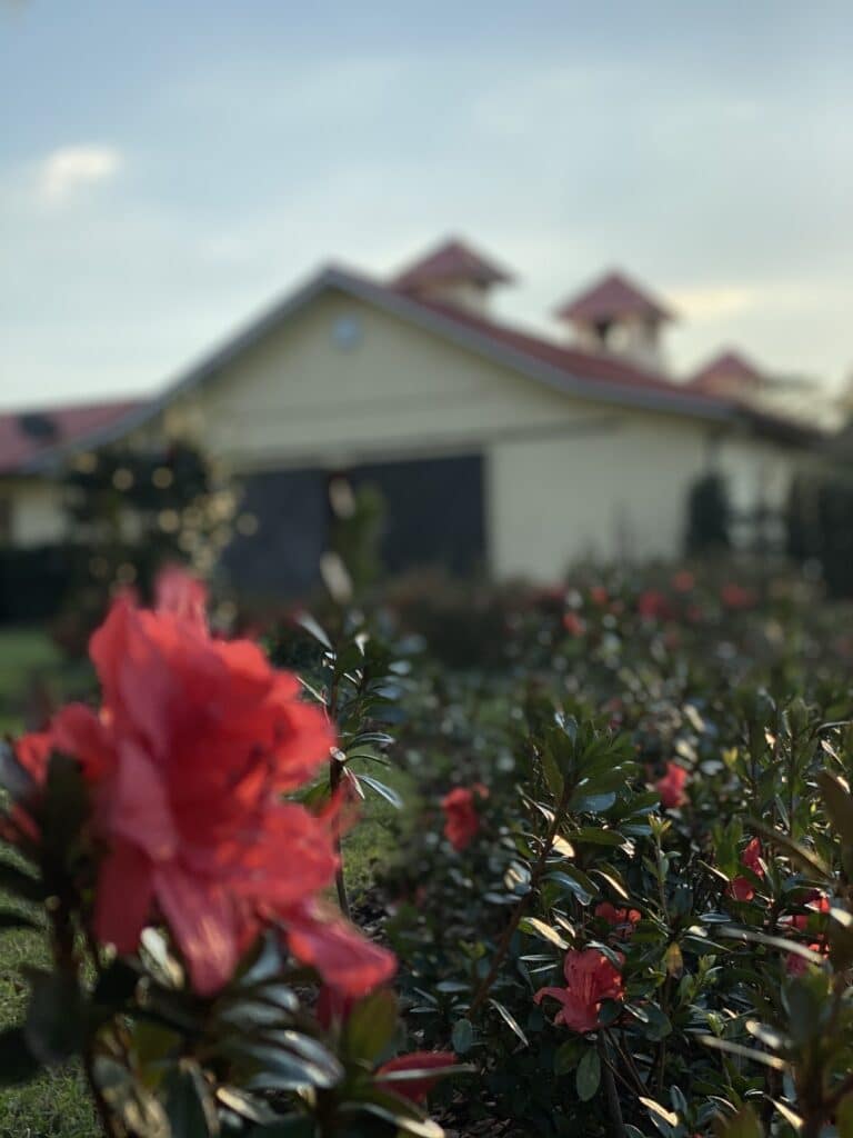 red flowery bushes outside of home