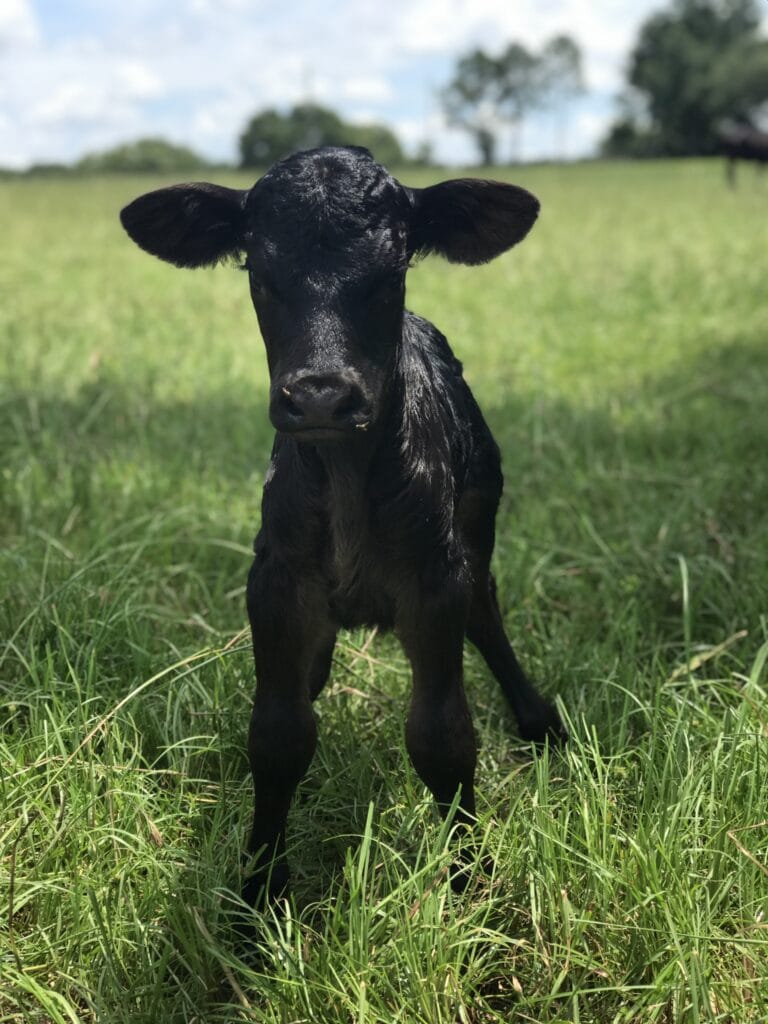 a baby black cow