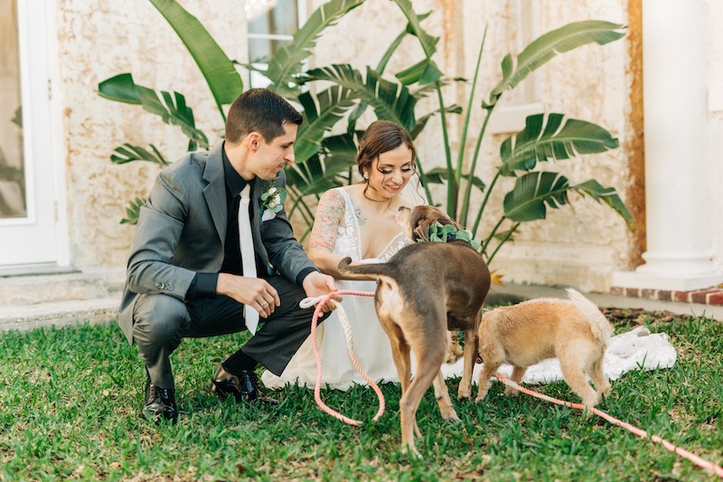 bride and groom kneeling and petting their dogs on their wedding day