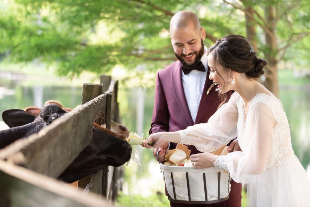 bride and groom feeding cows at Cypress Creek Farmhouse