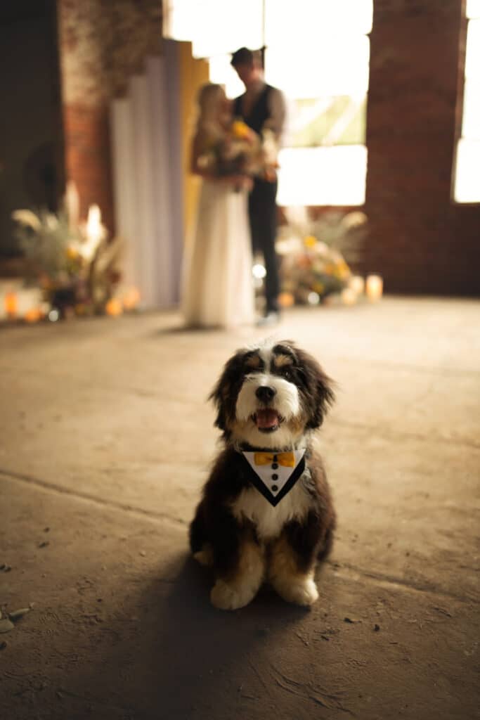 Cute furry dog waiting for bride and groom