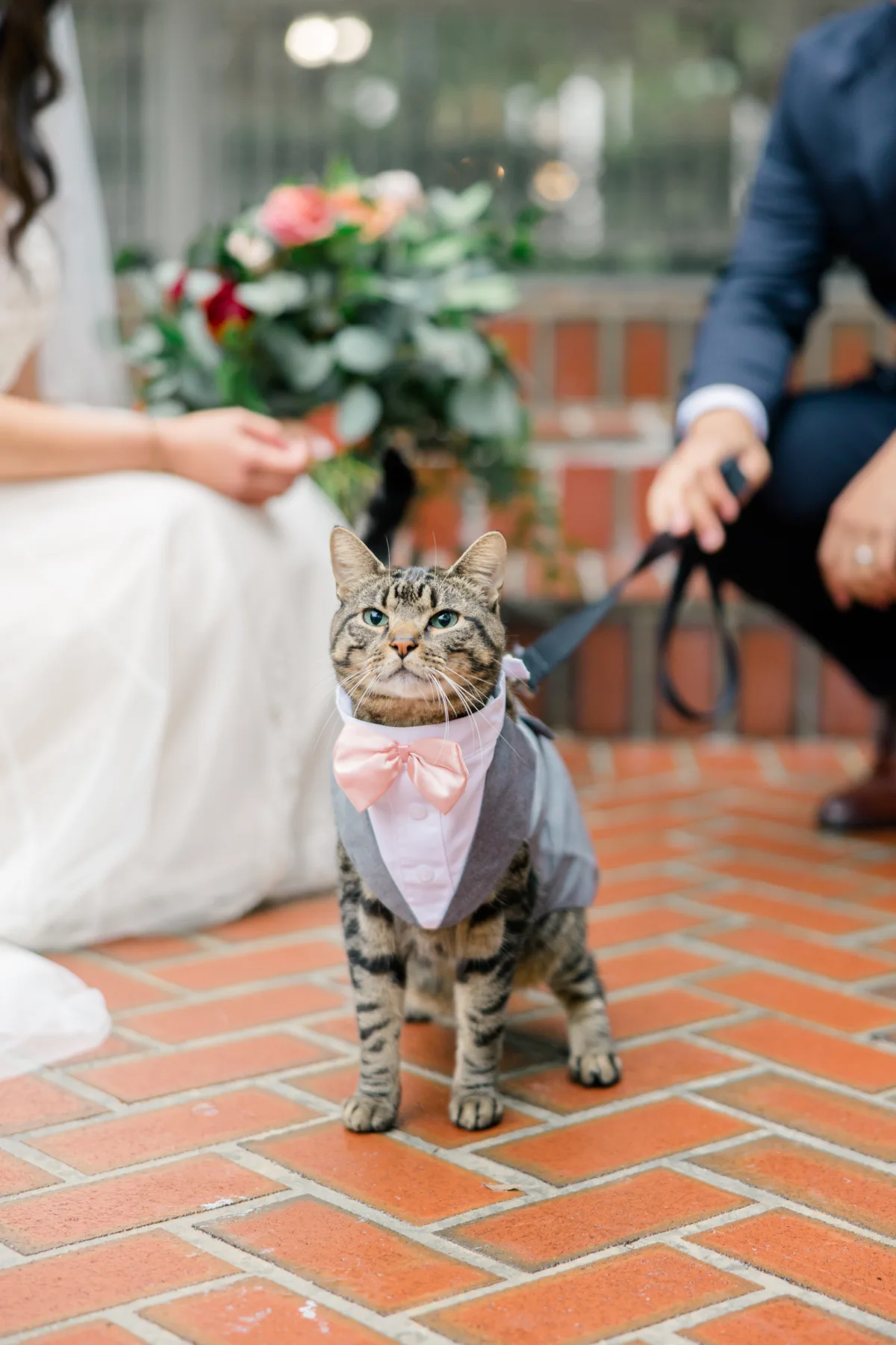 FairyTail Pet Care