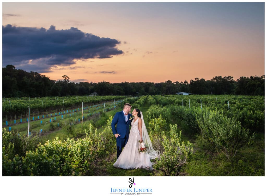 bride and groom standing in blueberry field at sunset