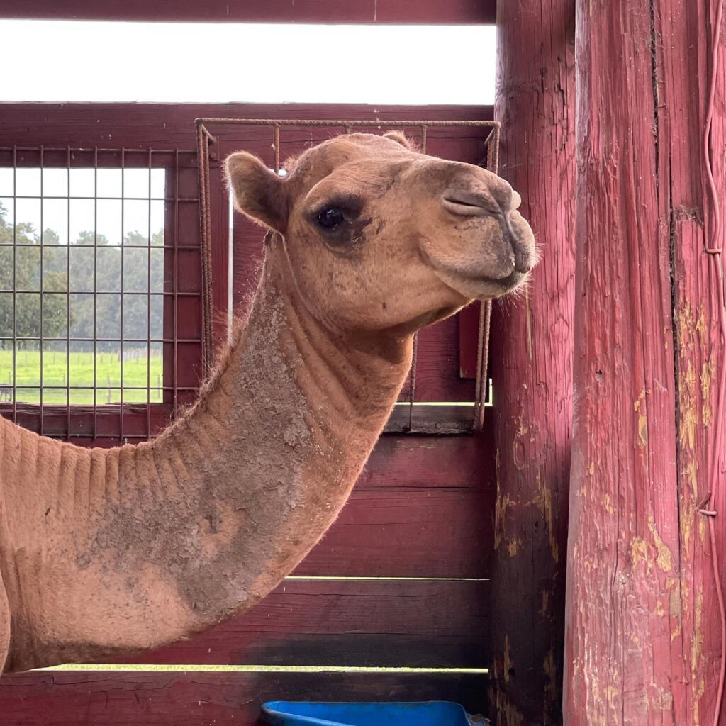 Beautiful Creatures Farm To You Revue camel