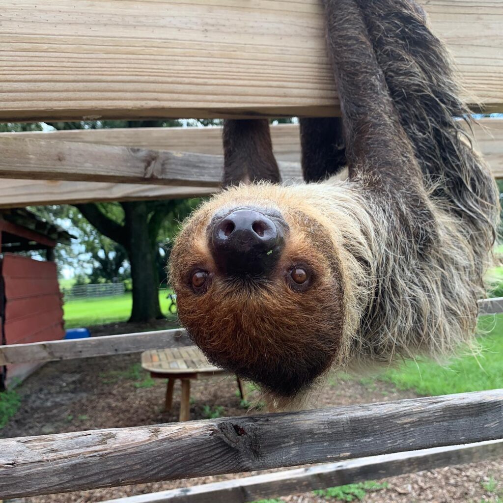 Beautiful Creatures Farm To You Revue sloth