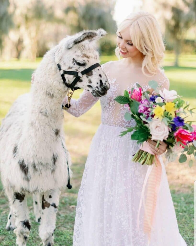 Beautiful Creatures Farm To You Revue llama and bride