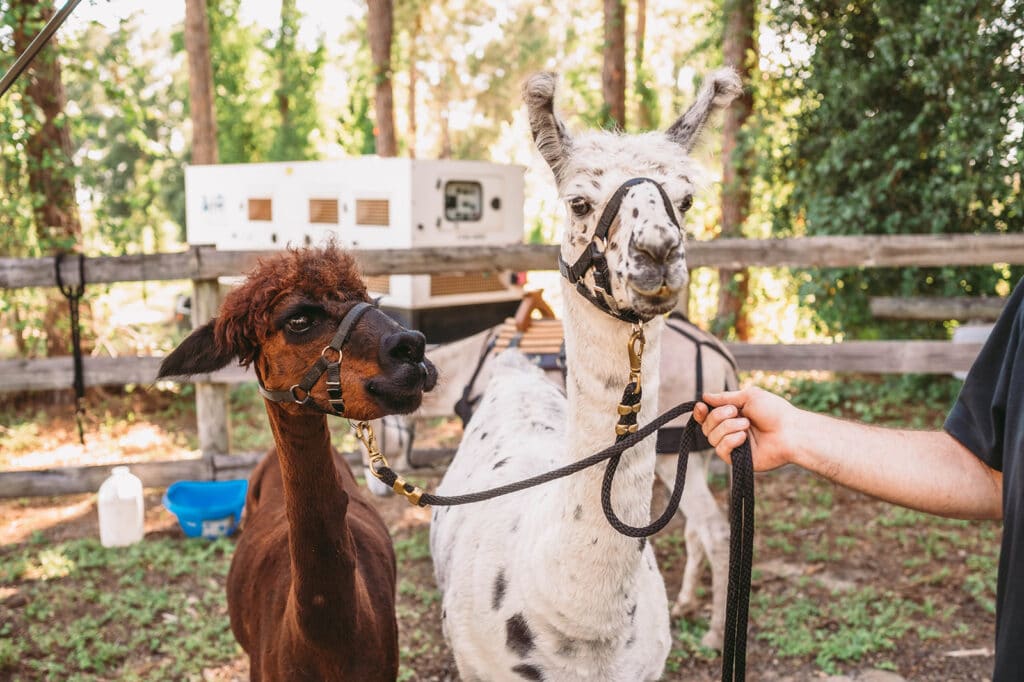 llama and alpaca Beautiful Creatures Farm To You Revue