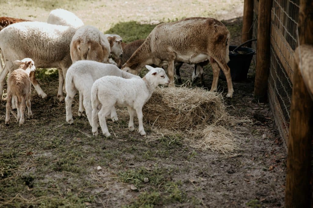 farm animals, sheep, goats, barn, Still Creek Farm, Central FL