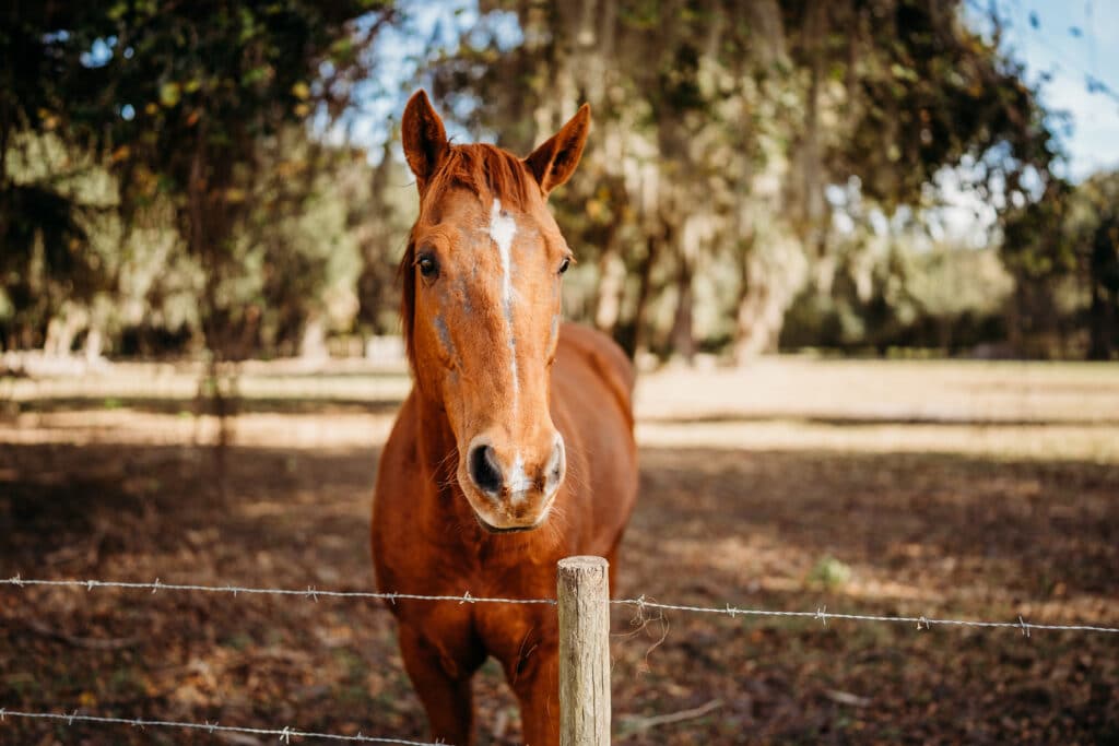 horse looking over the fence at The Sugar Barn at Flying Osceola Ranch