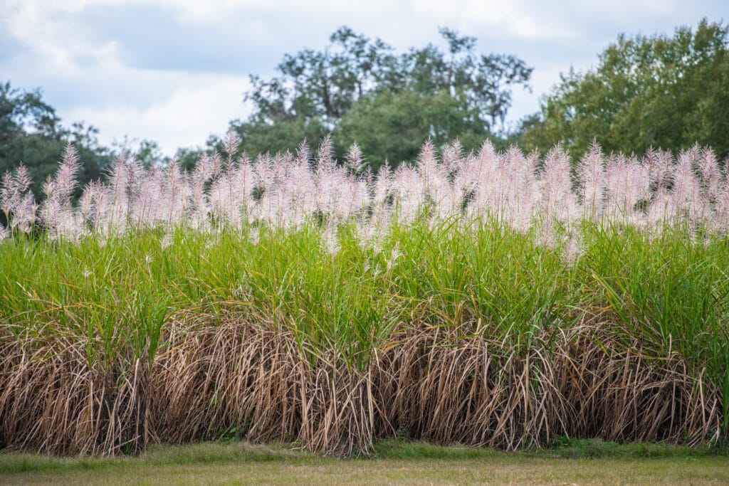 beautiful field of pampas grass at The Sugar Barn at Flying Osceola Ranch