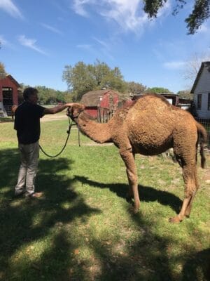 Camel at a wedding
