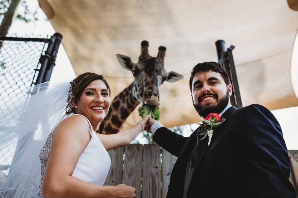 bride and groom taking photo with the giraffe at the Central Florida Zoo and Botanical Gardens