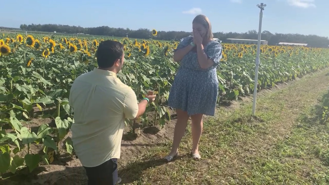 man kneels down with ring in southern hills marriage propsal while woman in blue dress has a shocked expression with sunflower field behind them