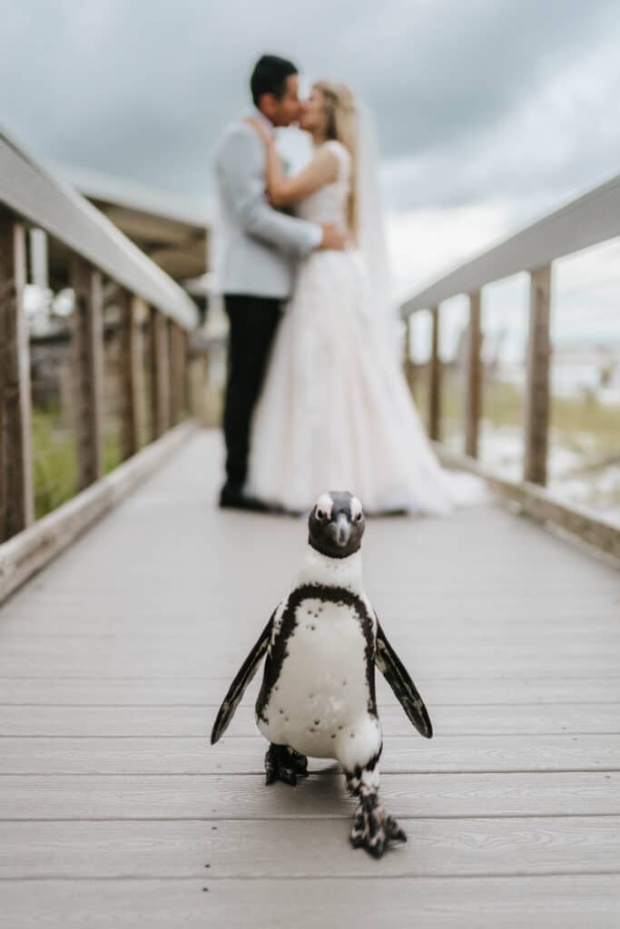 photo by Taylor Kuperberg Photography of penguin walking down a wooden beach access ramp as bride and groom kiss in the distance