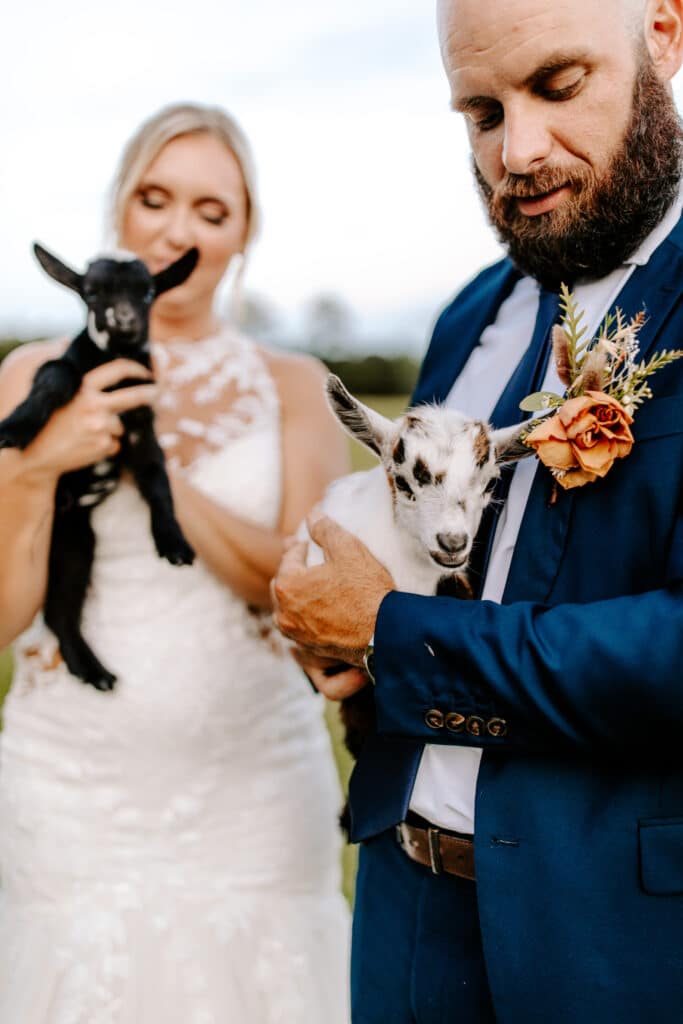 bride and groom holding cute baby pygmy goats at the Honey Acres Ranch