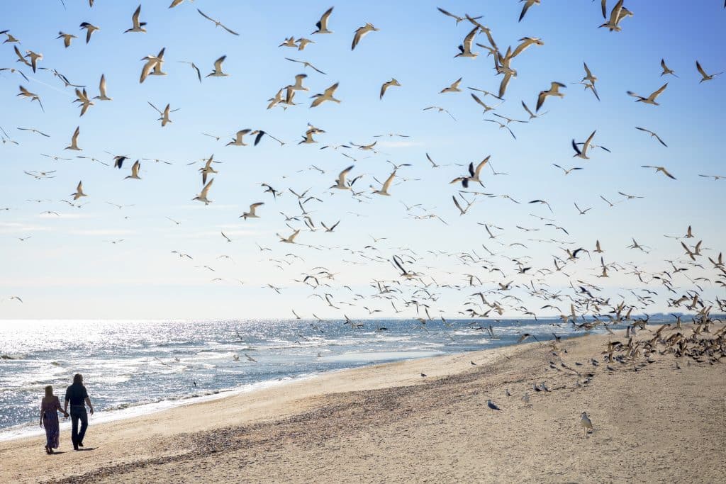 couple on the beach under a flock of seabirds by Evan Hampton Photography