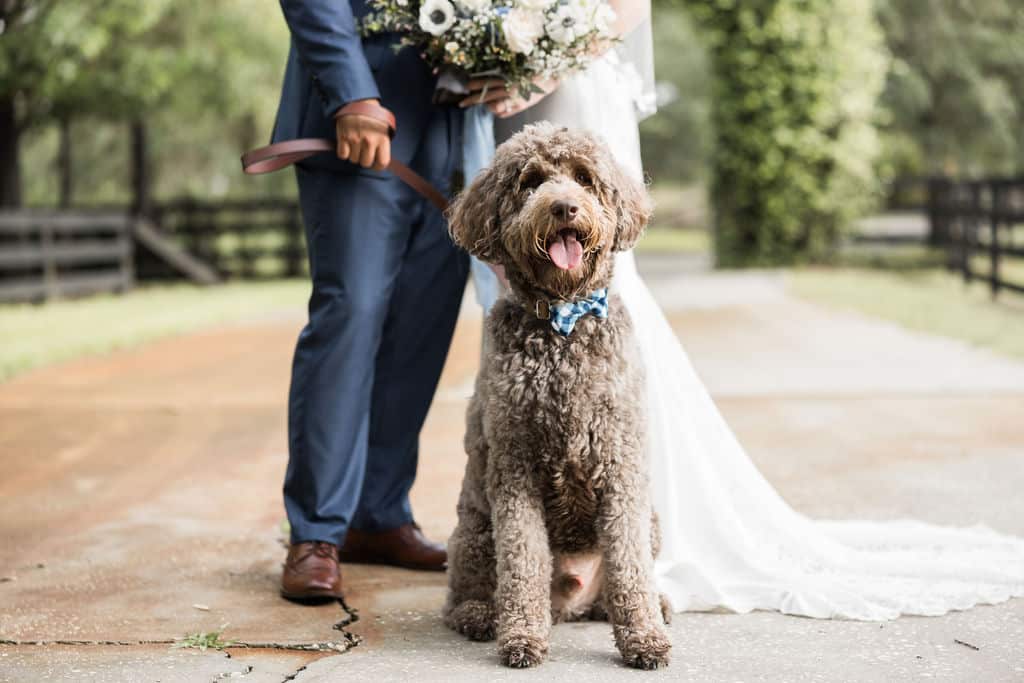 dog wedding party photographed by Hundreds of Moments Photography