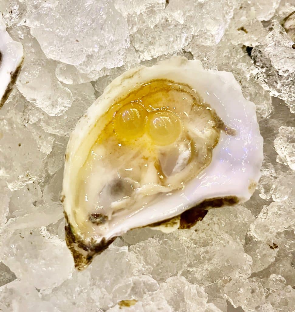 Single oyster surrounded by ice rocks, Orlando, FL