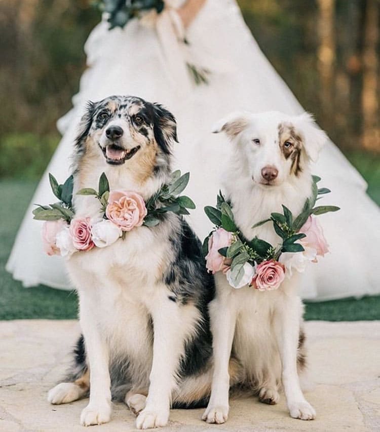 Two dogs with flower wreaths around their necks on their humans wedding day, bride in the background, Central FL