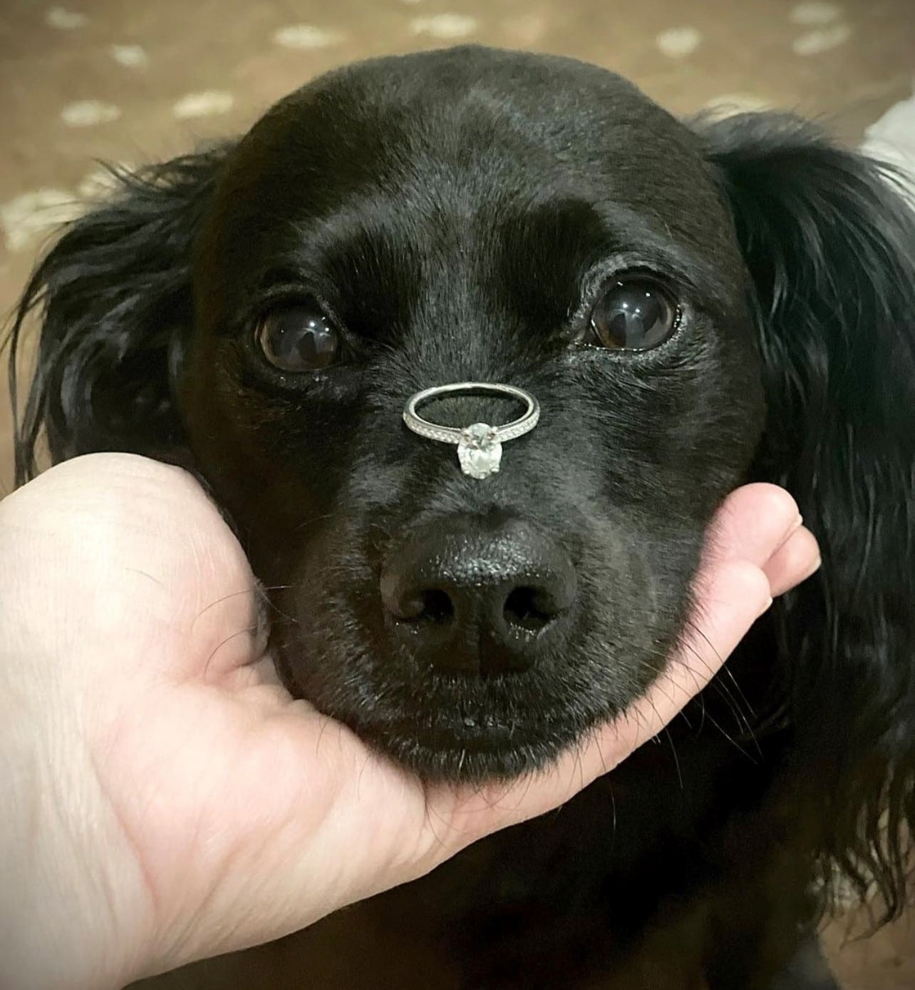 engagement ring sits on the nose of a black fluffy dog while a human hand holds their head up to the camera