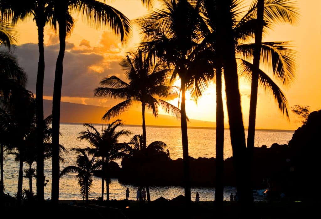 palm trees, sunset, water, orlando, FL
